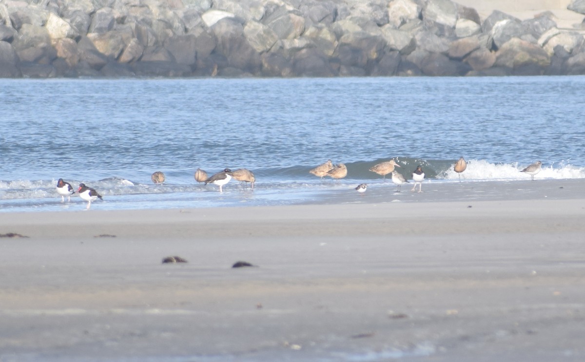 Marbled Godwit - ML628384984