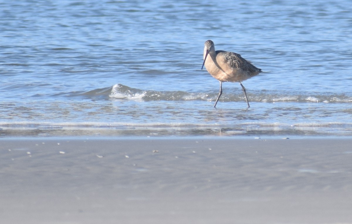 Marbled Godwit - ML628384987