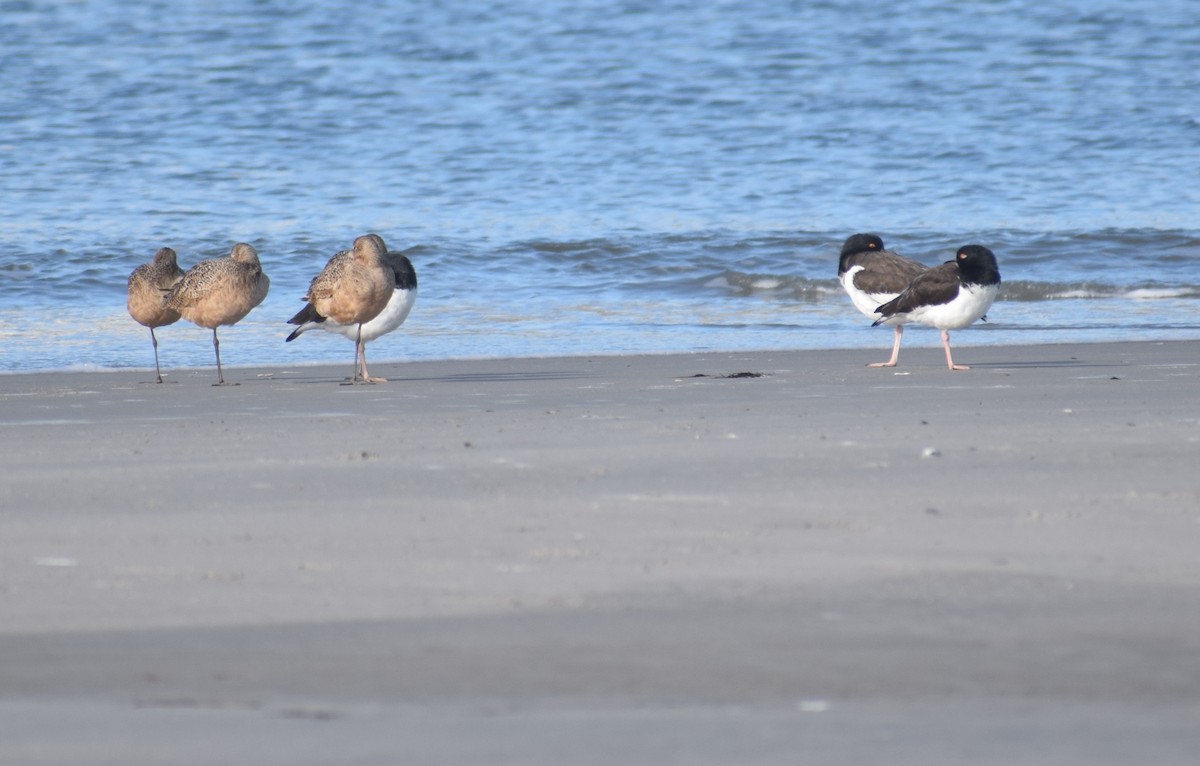 Marbled Godwit - ML628384988