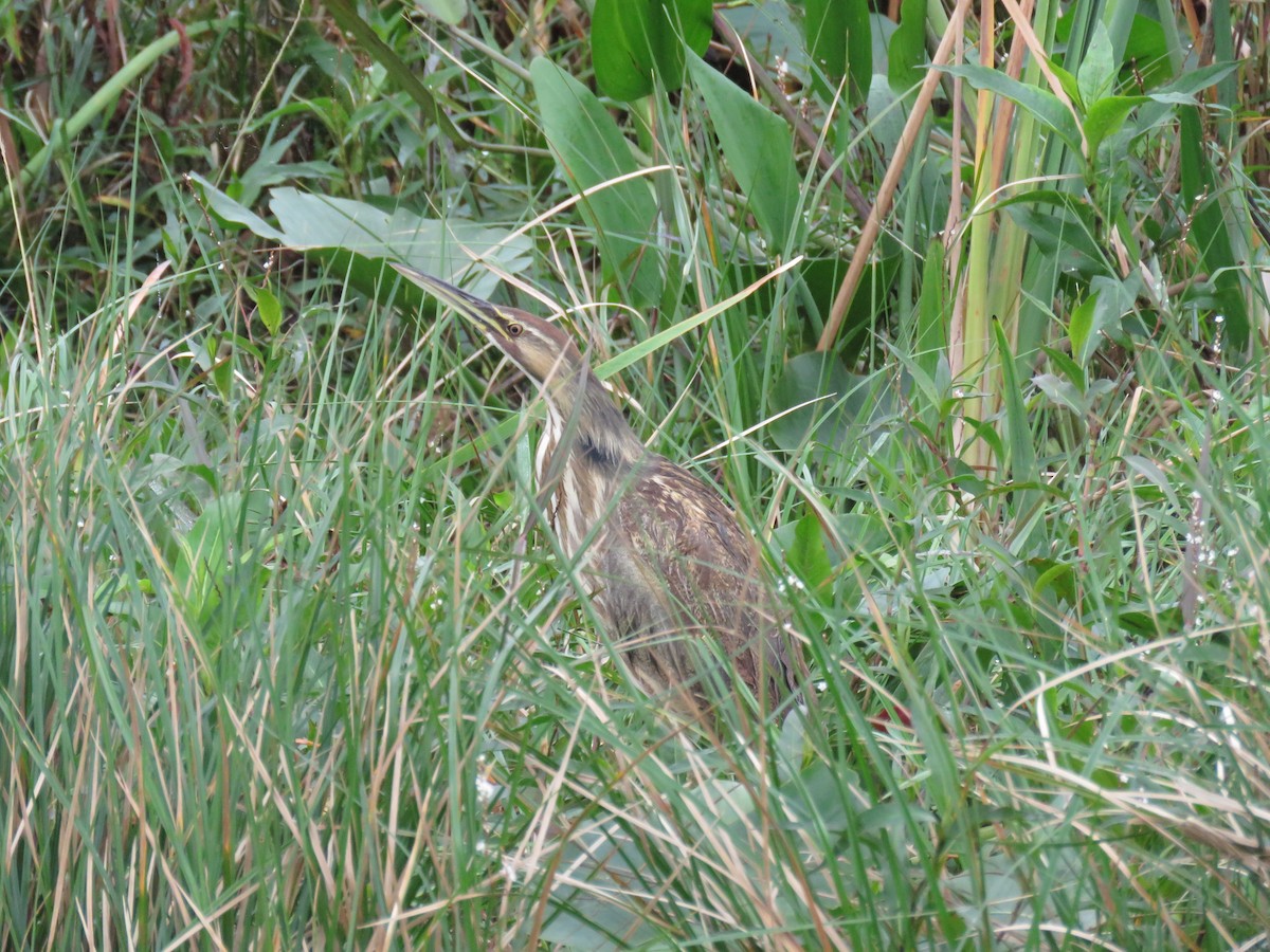 American Bittern - ML628385075