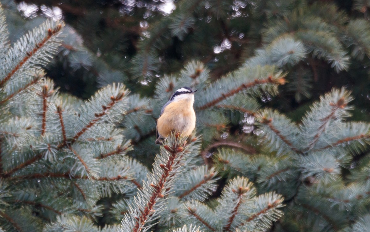 Red-breasted Nuthatch - ML628385110