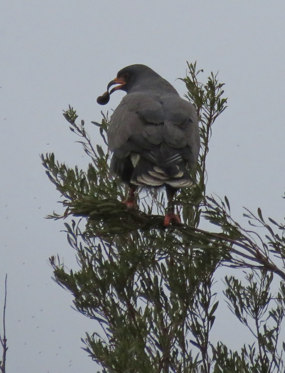 Snail Kite - ML628385199