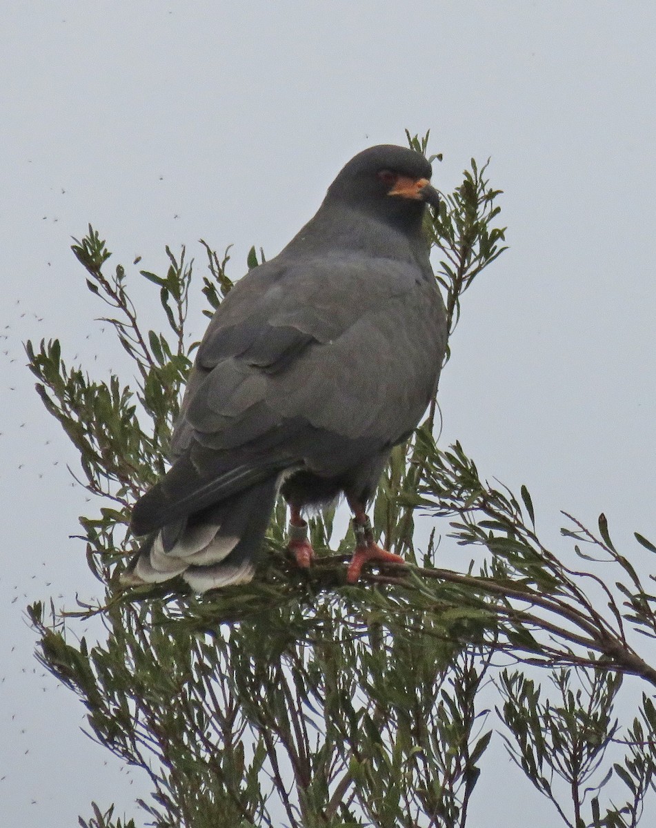 Snail Kite - ML628385200