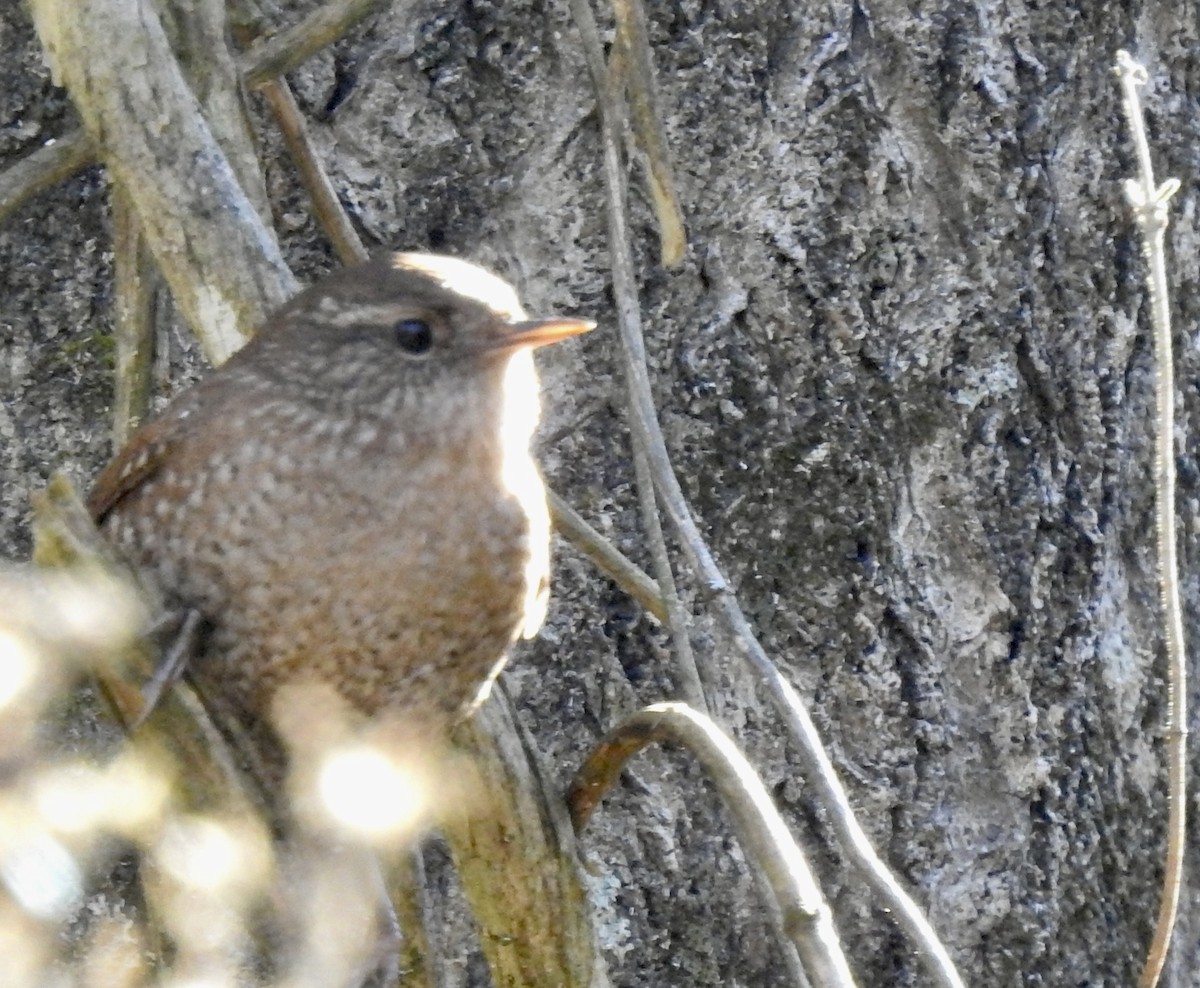 Winter Wren - ML628385228