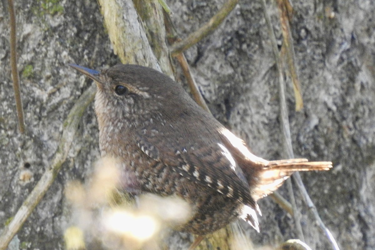 Winter Wren - ML628385229