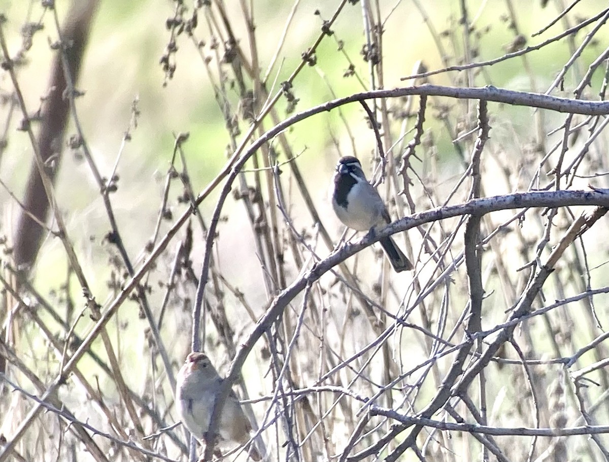 Black-throated Sparrow - ML628385231