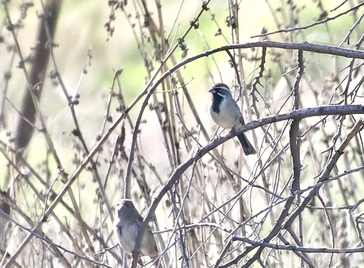 Black-throated Sparrow - ML628385232