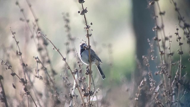 Black-throated Sparrow - ML628385233