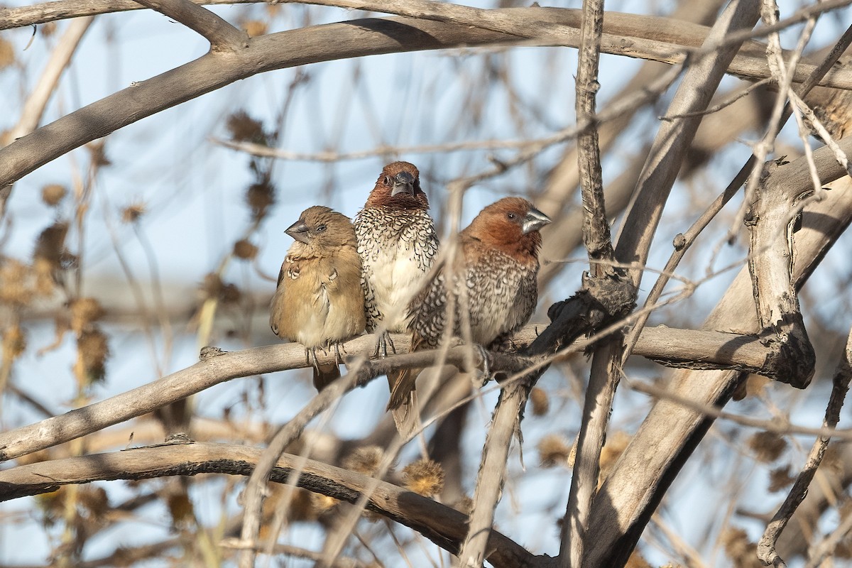 Scaly-breasted Munia - ML628385327