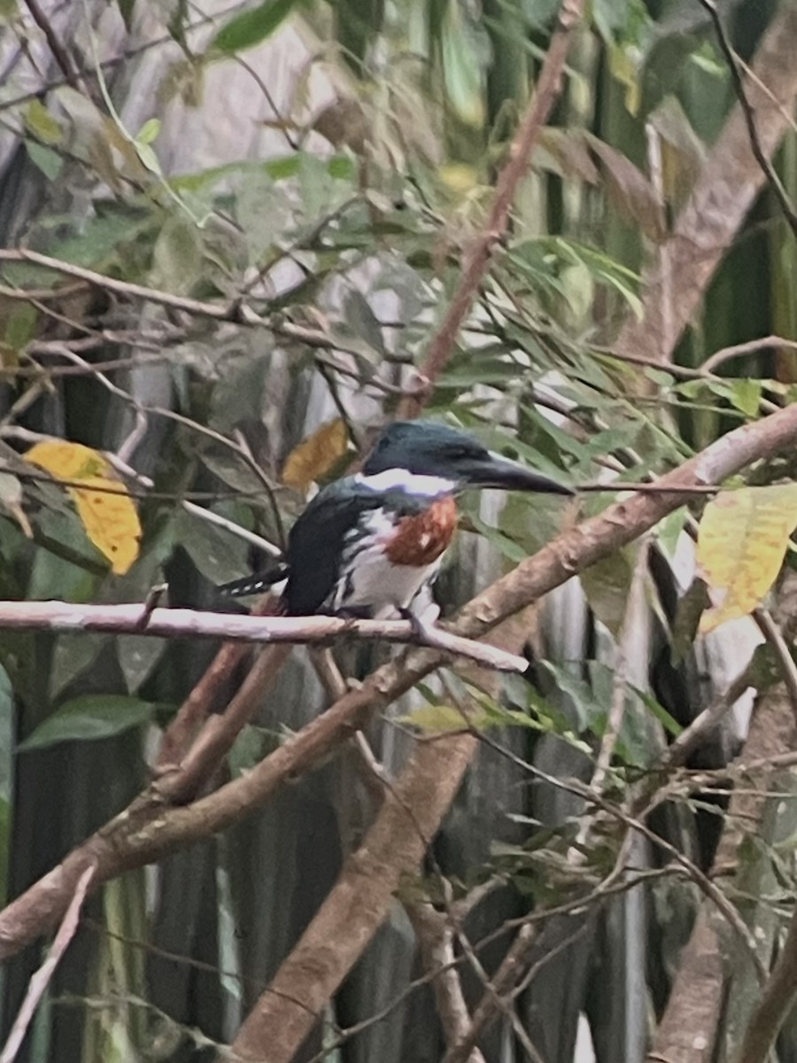 Amazon Kingfisher - ML628385356