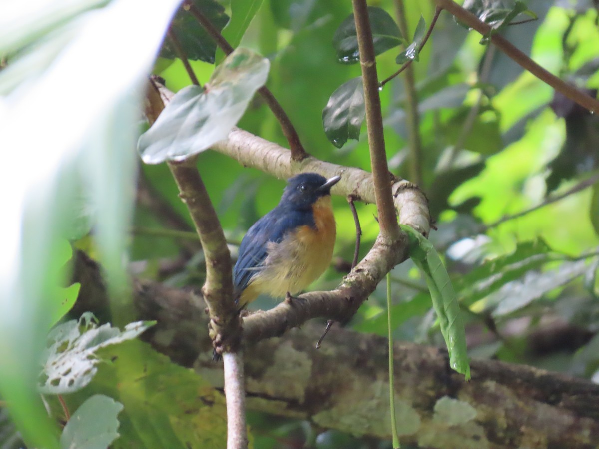 Mangrove Blue Flycatcher - ML628385363