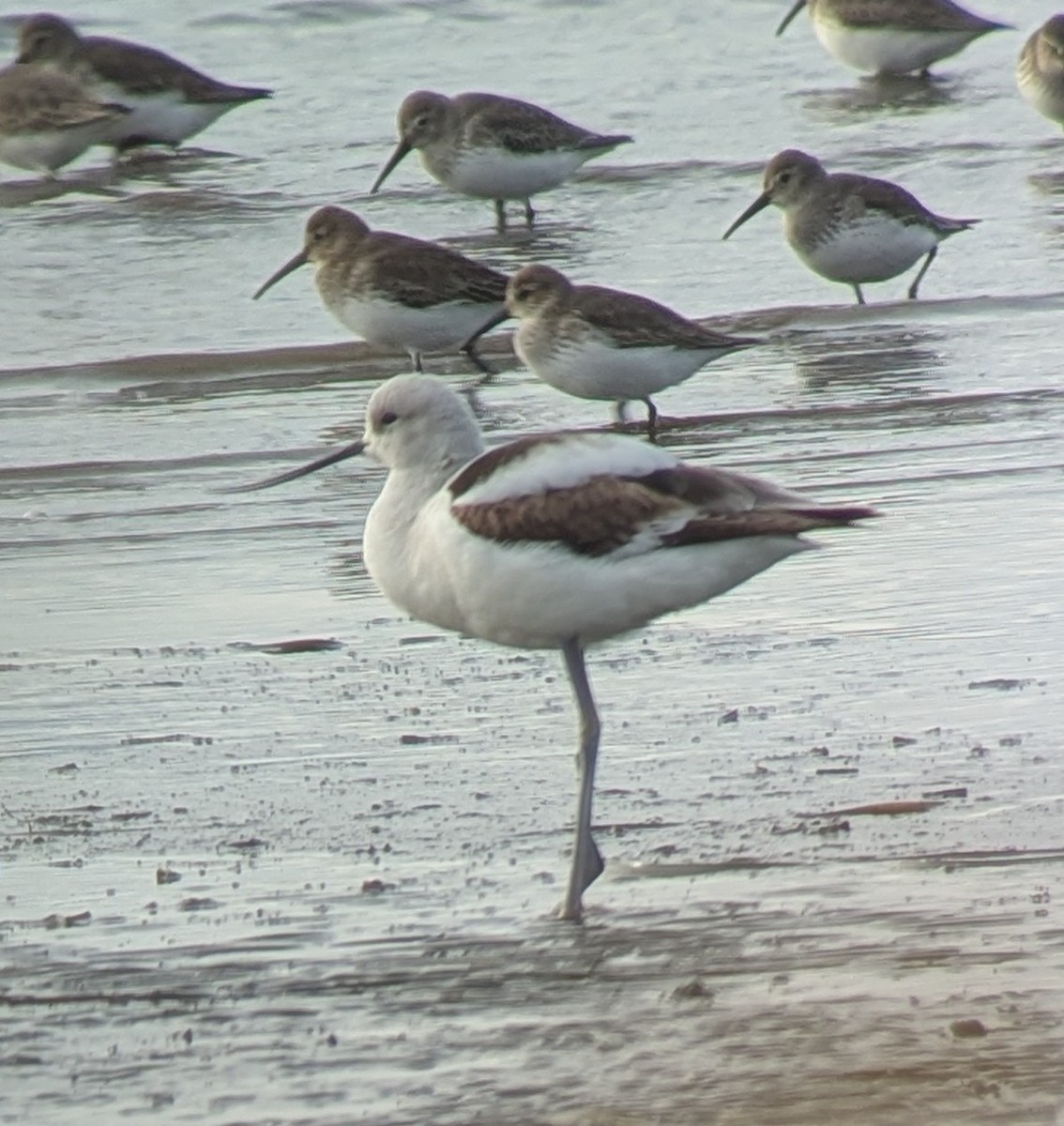 American Avocet - ML628385406