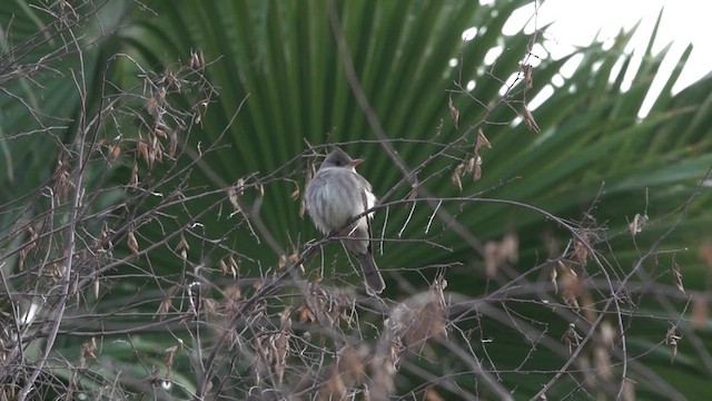 Greater Pewee - ML628385442