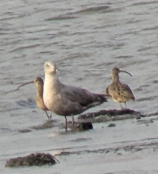 Hudsonian Whimbrel - ML628385447