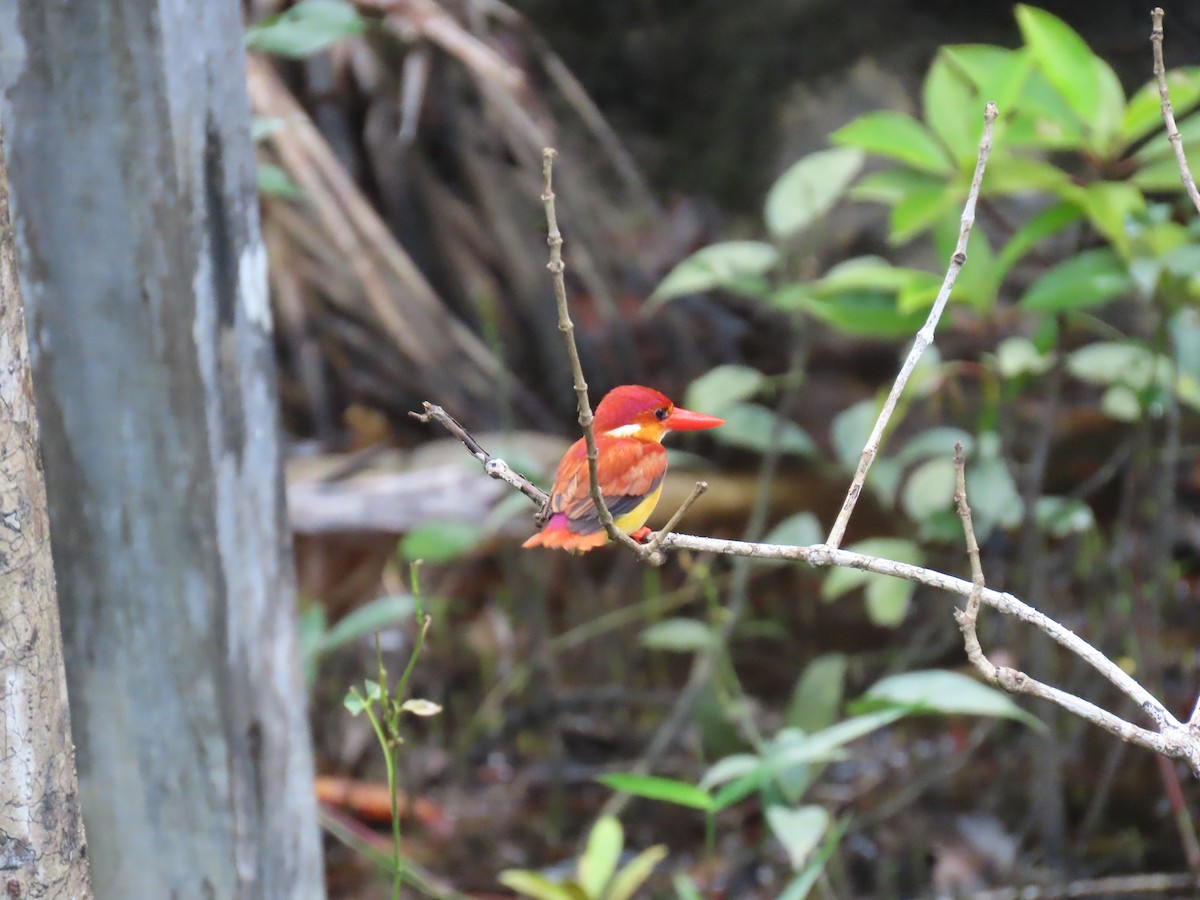 Rufous-backed Dwarf-Kingfisher - ML628385548