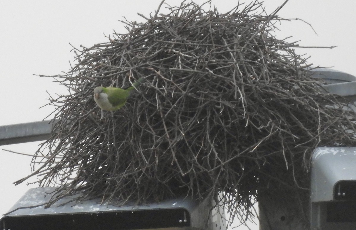 Monk Parakeet - ML628385596