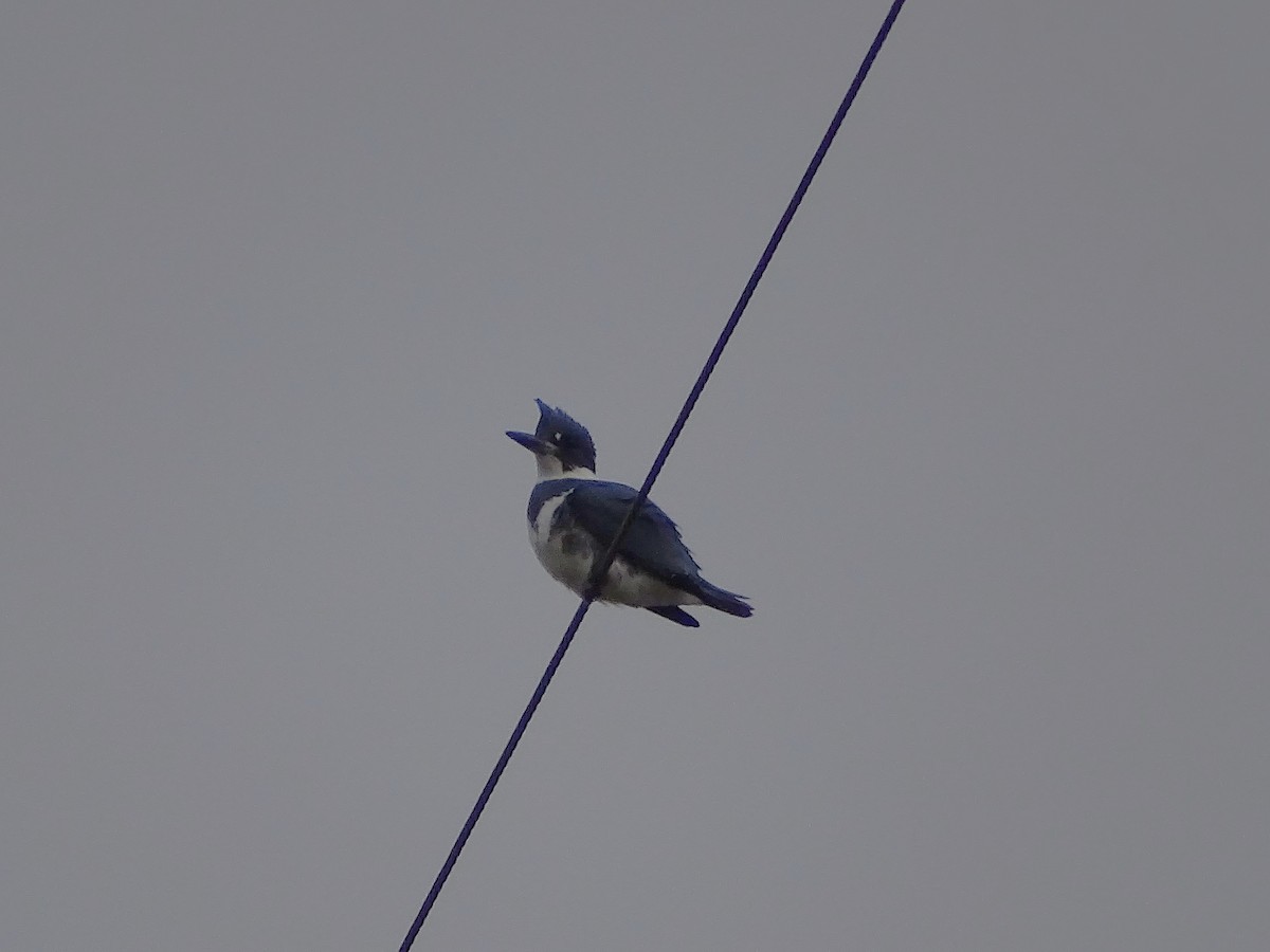 Belted Kingfisher - ML628385617
