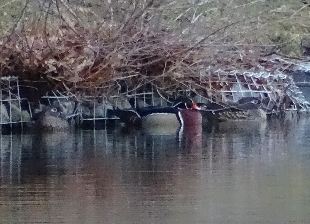 Wood Duck - ML628385631