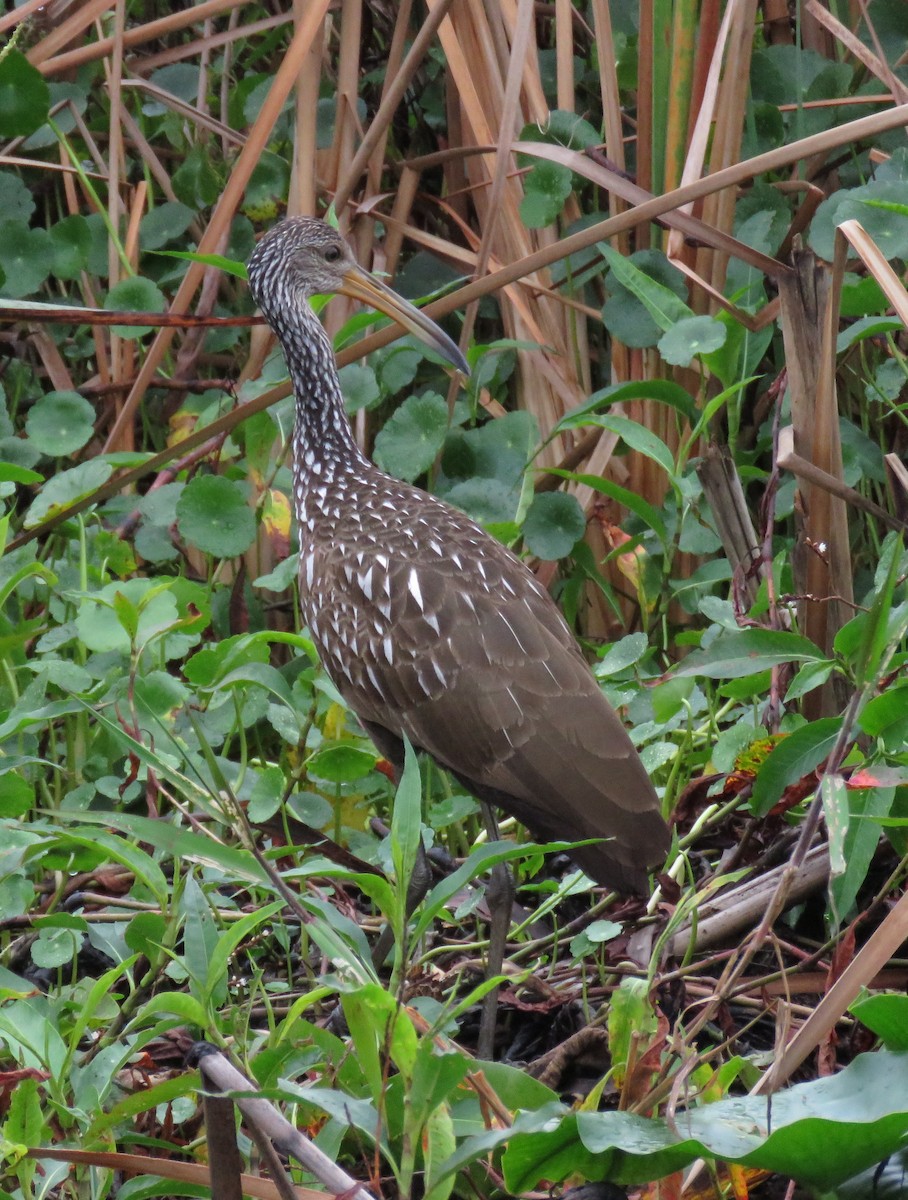 Limpkin - ML628385671