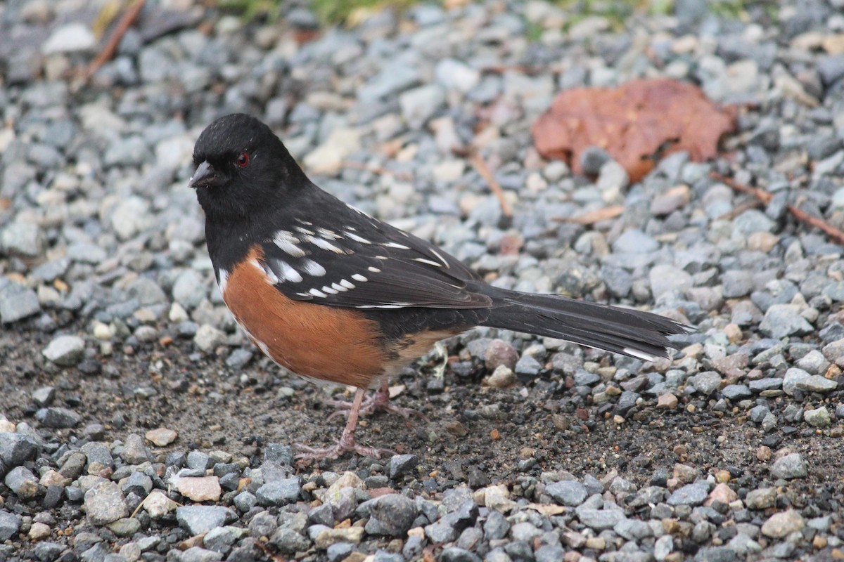 Spotted Towhee - ML628385768