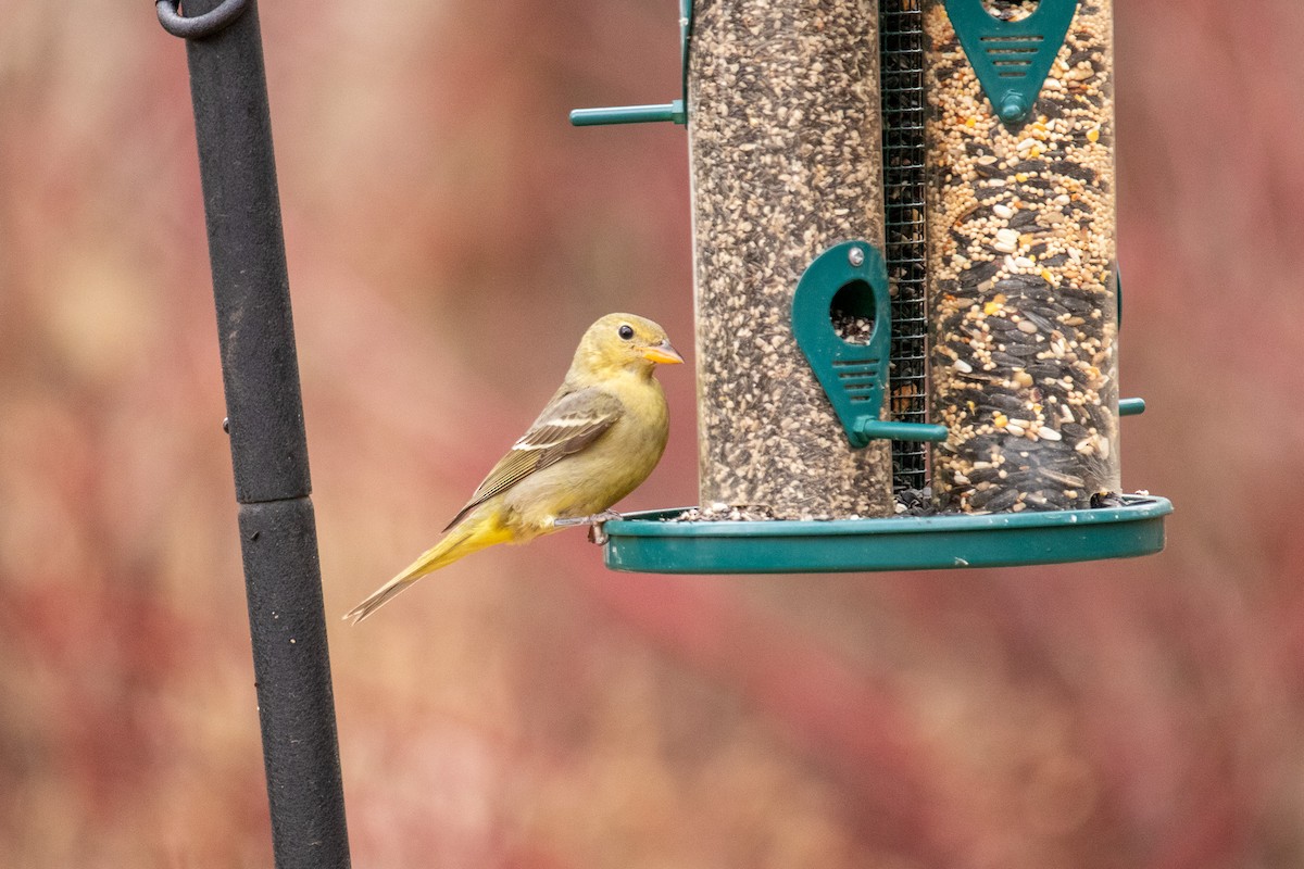 Western Tanager - ML628385980