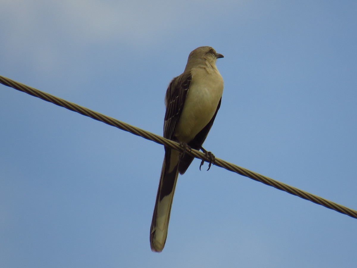 Tropical Mockingbird - ML628386079