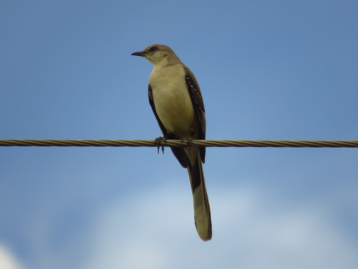 Tropical Mockingbird - ML628386080