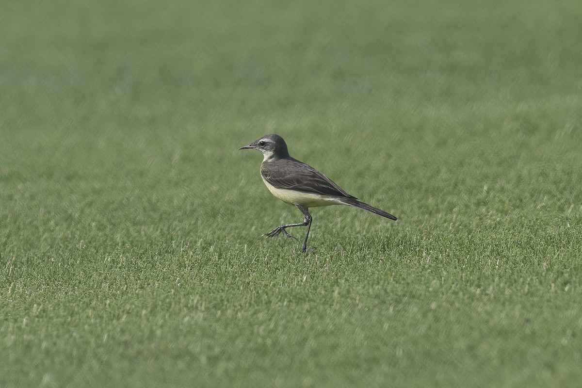 Eastern Yellow Wagtail - ML628386454