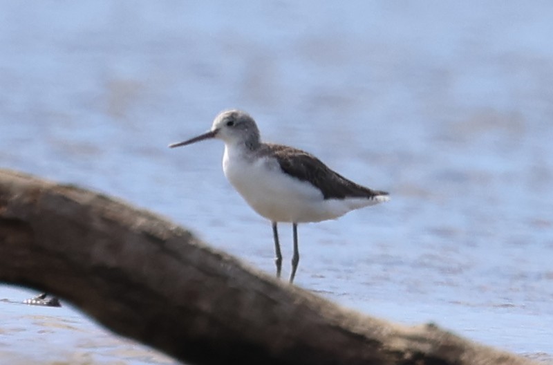 Chevalier aboyeur - ML628386555