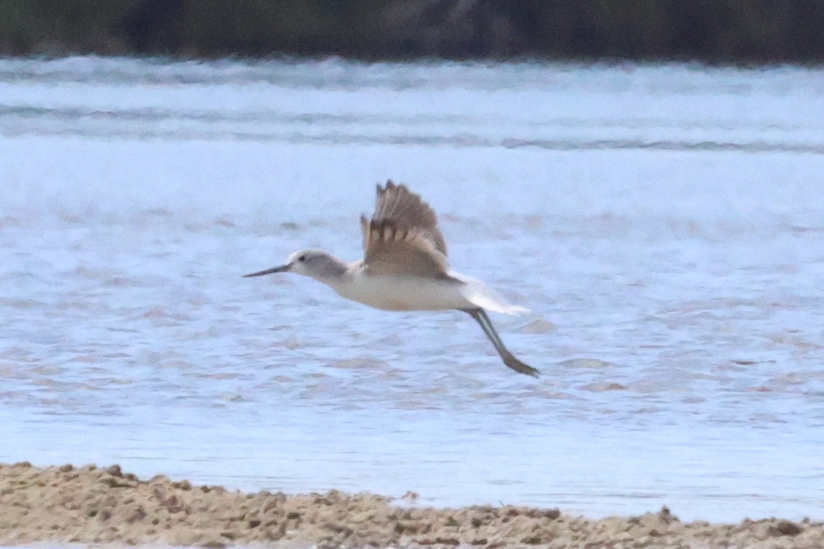 Chevalier aboyeur - ML628386556