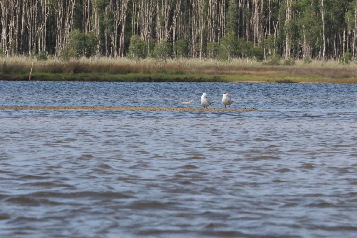 Chevalier aboyeur - ML628386560