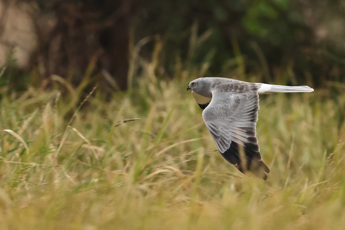 Hen Harrier - ML628386702