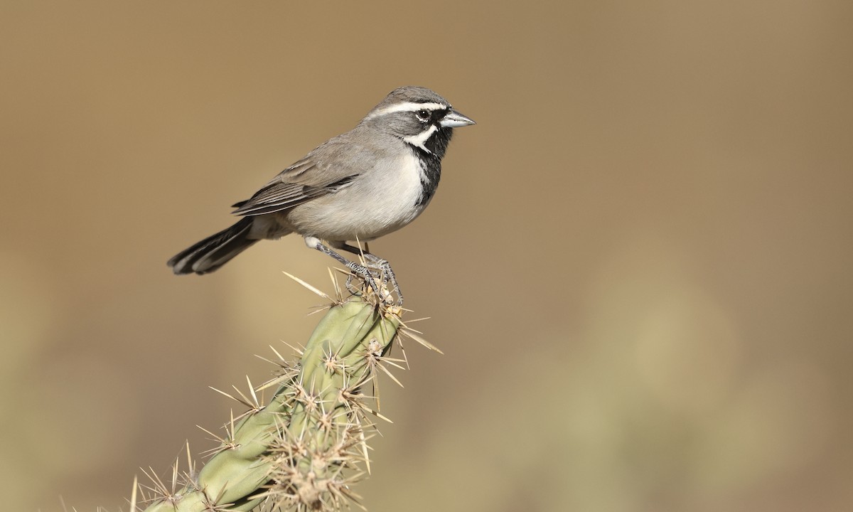 Black-throated Sparrow - ML628386800