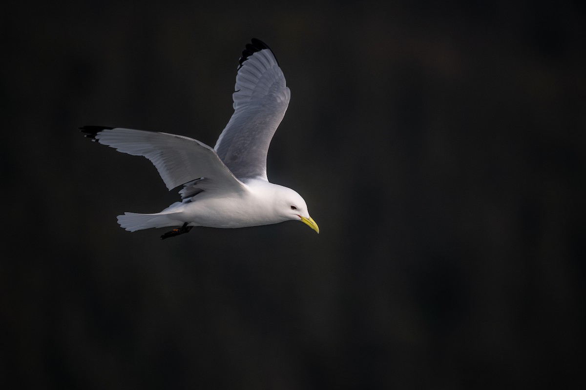 Gaviota Tridáctila - ML628386902