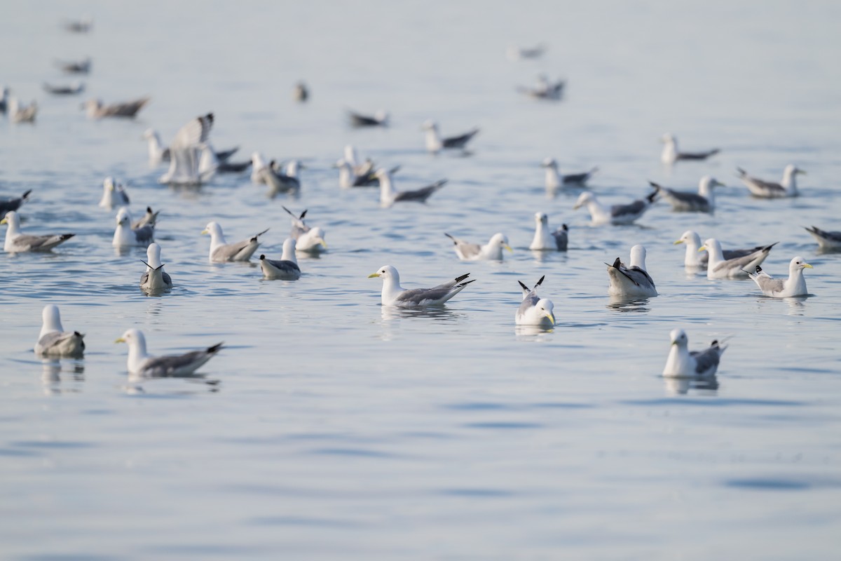 Gaviota Tridáctila - ML628386974