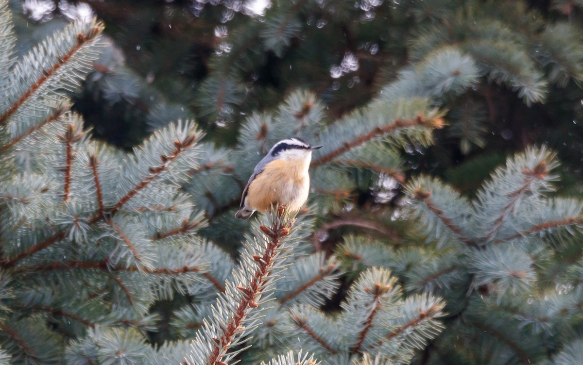 Red-breasted Nuthatch - ML628387341