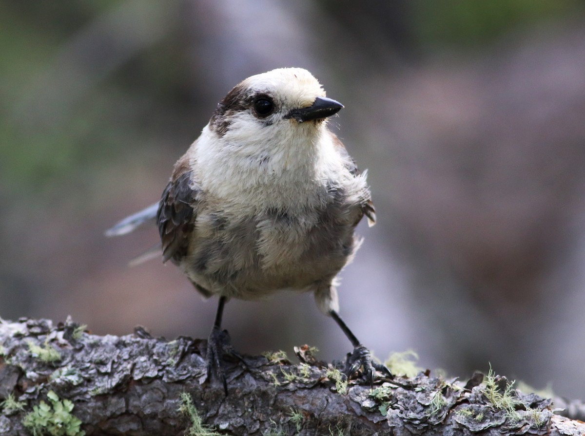 Canada Jay - ML62838761