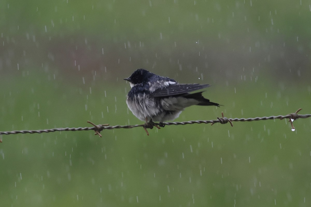 Pearl-breasted Swallow - Chris Rasmussen