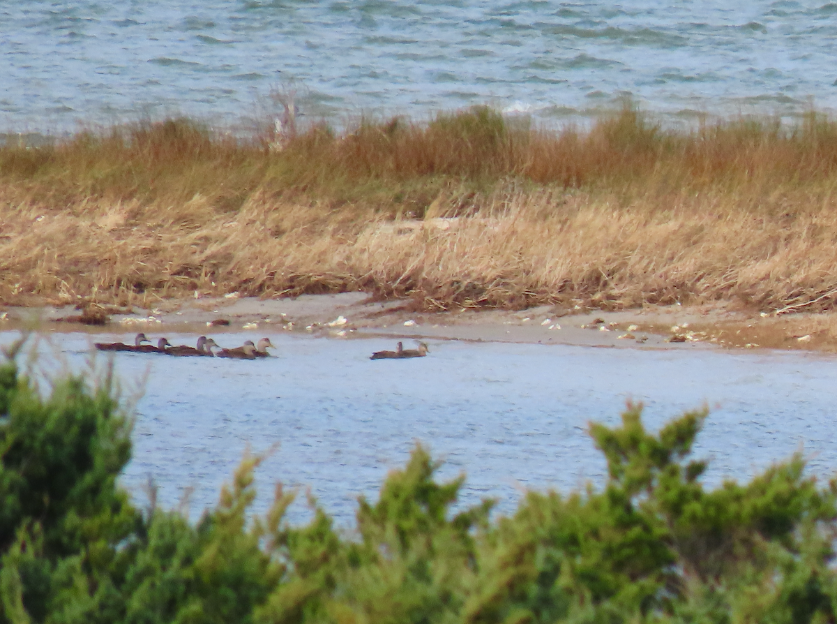 American Black Duck - ML628387678