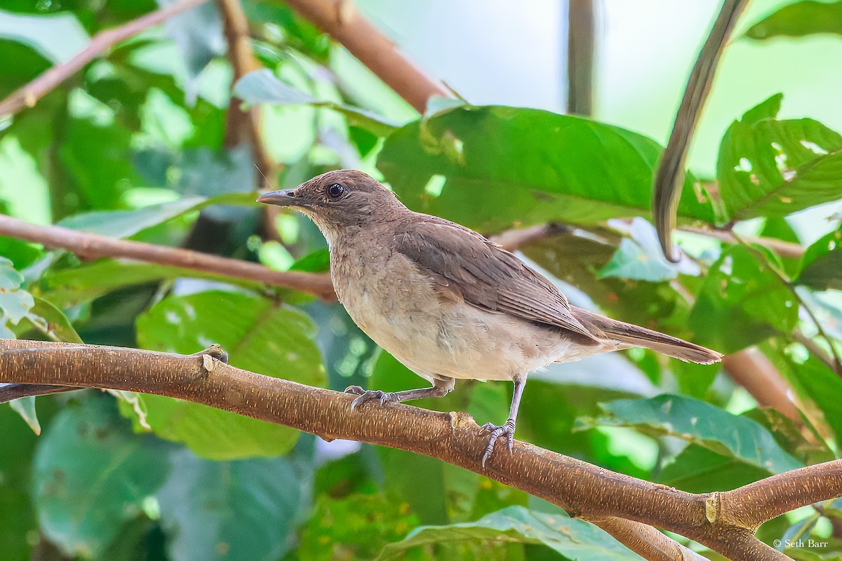 Black-billed Thrush - ML628387690