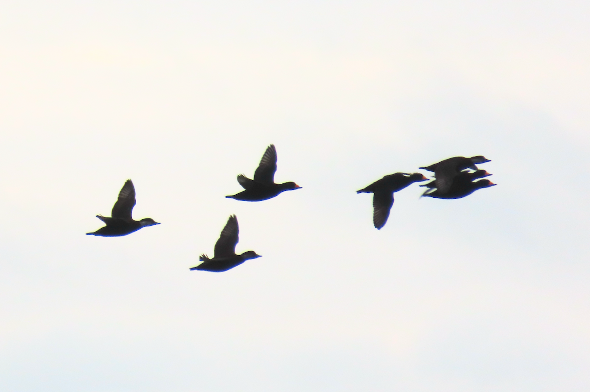 Black Scoter - ML628387694