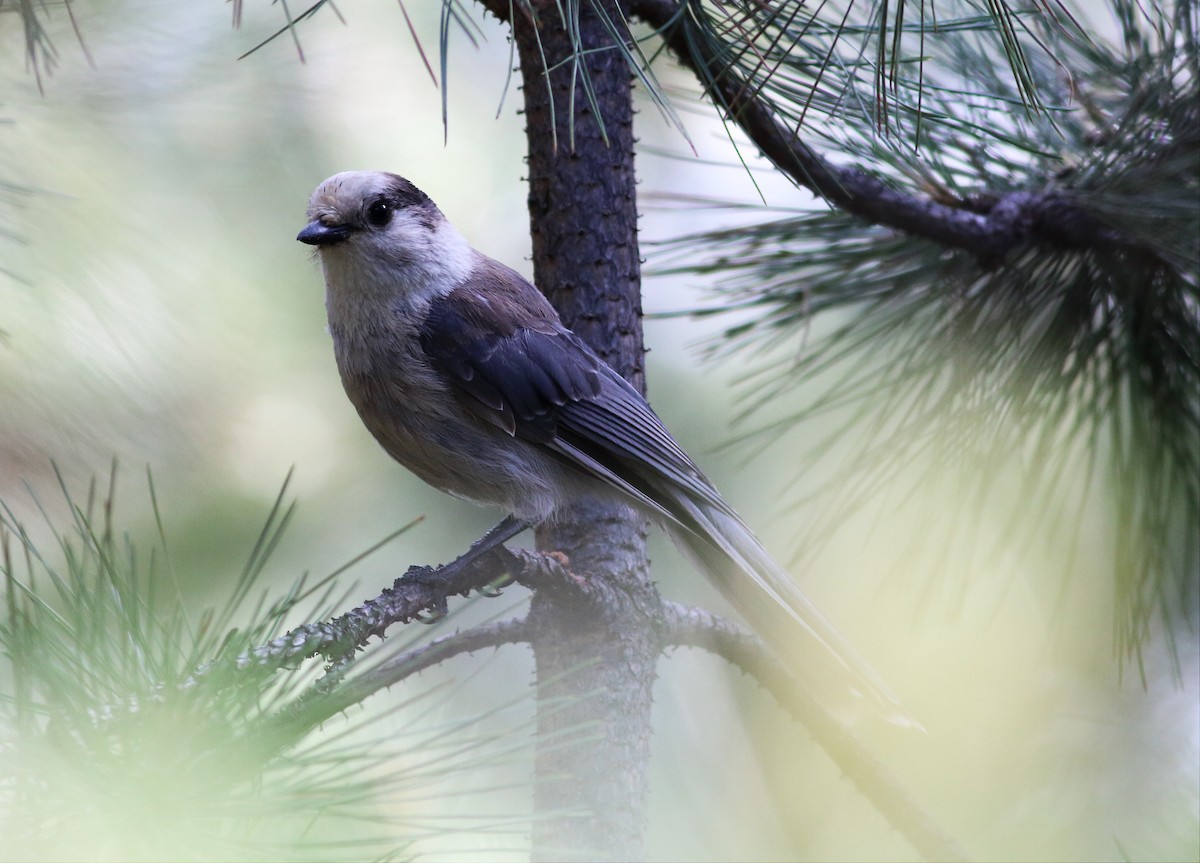 Canada Jay - ML62838771