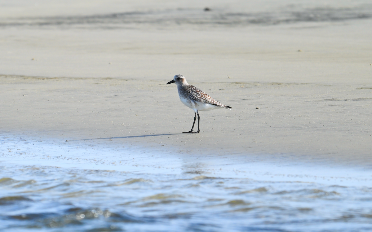 Буурал сүвээ цагаан - ML628387735