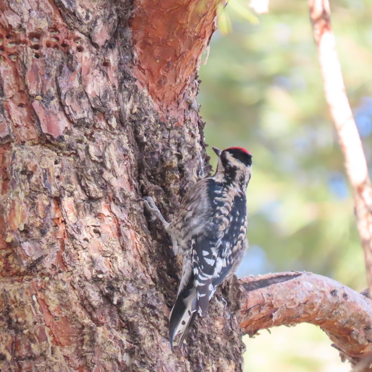 Yellow-bellied Sapsucker - ML628387759