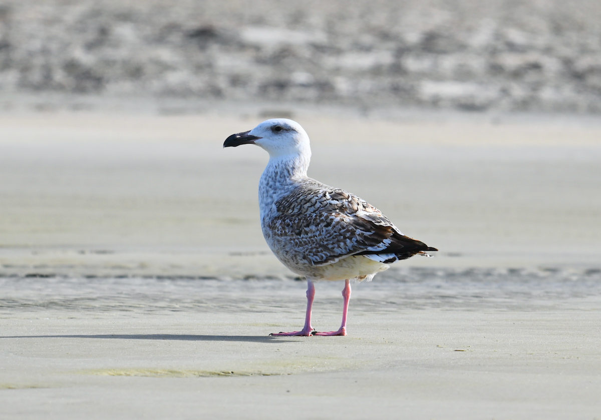 Great Black-backed Gull - ML628387787
