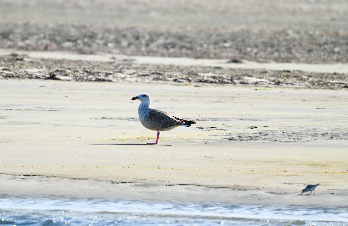Great Black-backed Gull - ML628387788