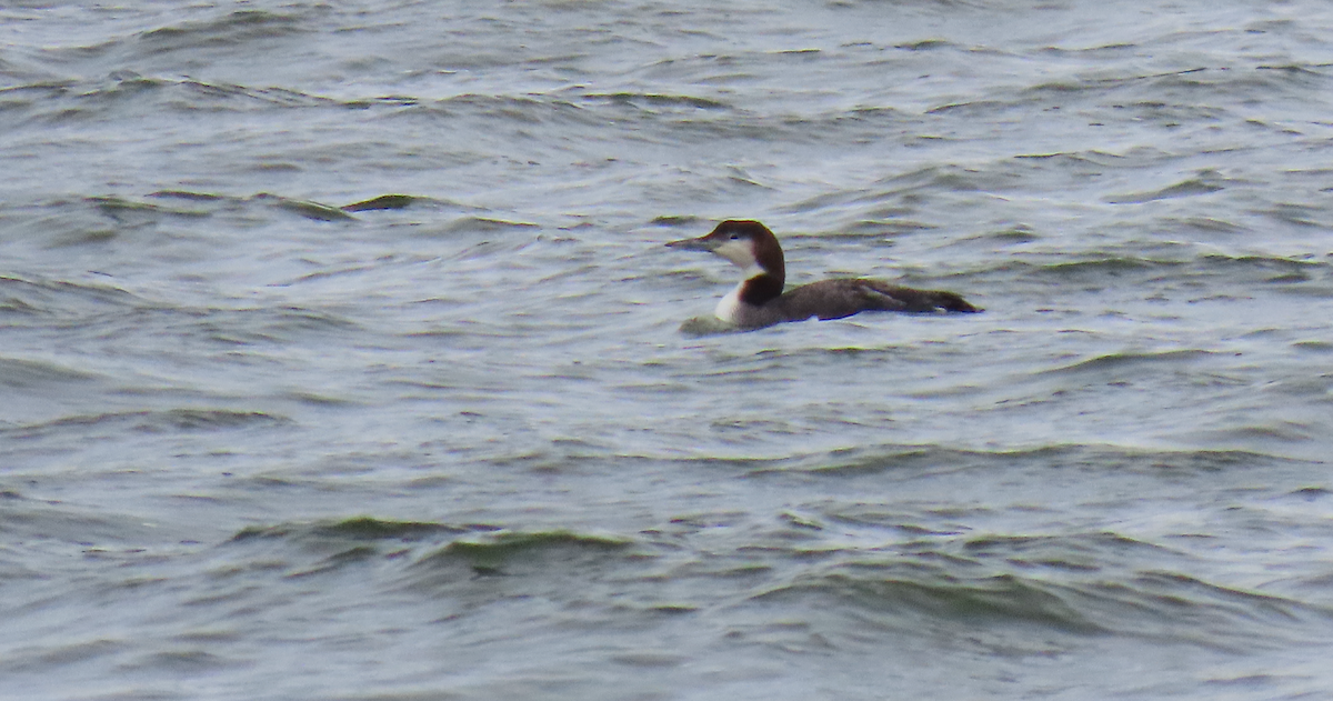 Common Loon - ML628387806