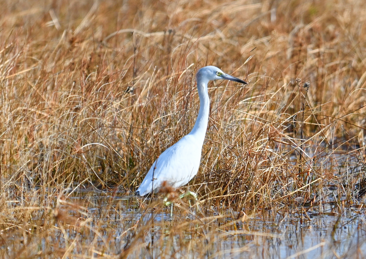 Little Blue Heron - ML628387851