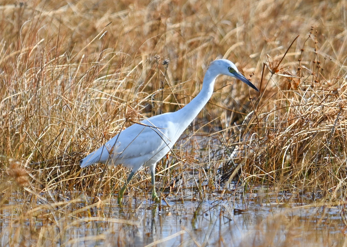 Little Blue Heron - ML628387852