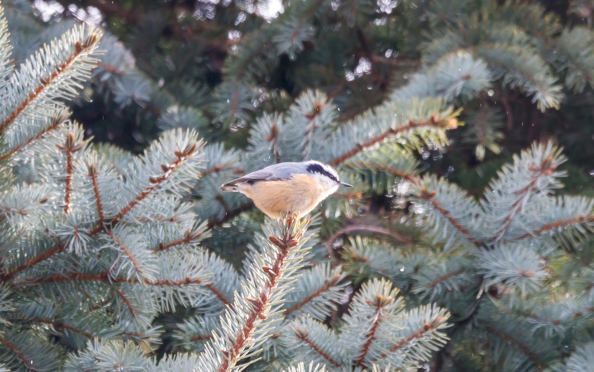 Red-breasted Nuthatch - ML628387860